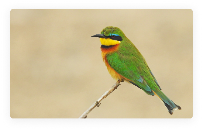bee-eater