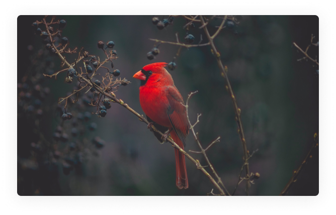 cardinal