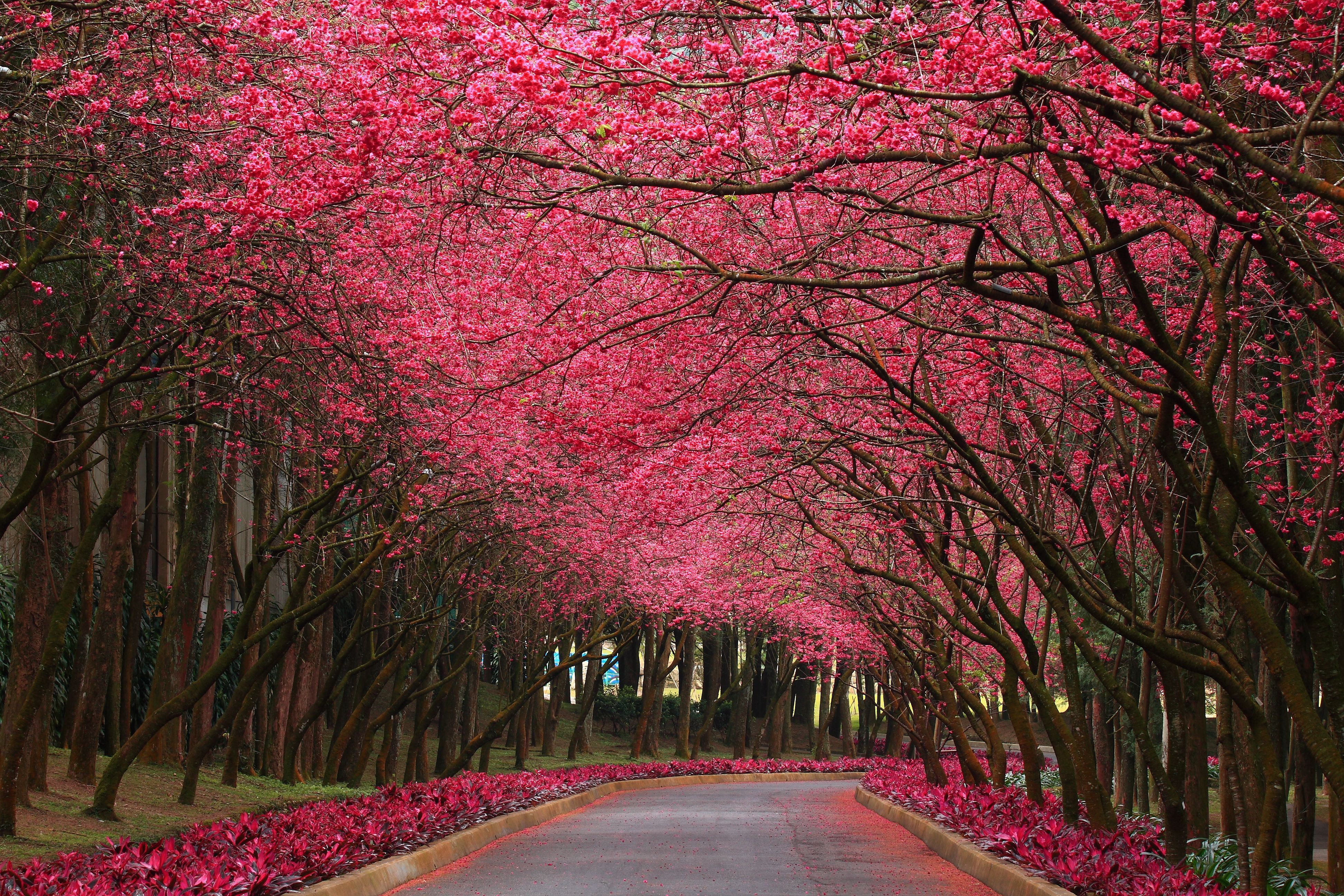 spring_trees